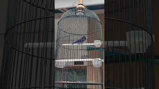 Download lagu violet cungkok / kedasih unggu gacor siang malam . usia 5bulan mp3