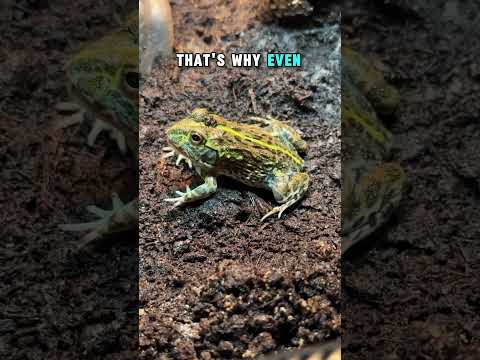 How Do Frogs Eat?