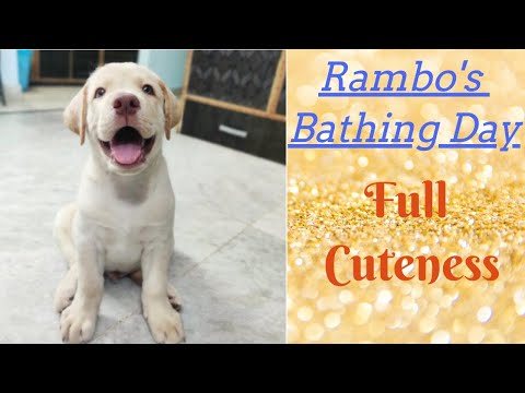 Rambo's Bathing Day | Full Cuteness | Hansika Pawar