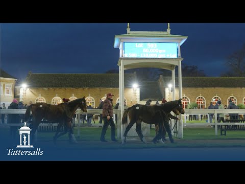 Tattersalls December Foal Sale 2025 Review