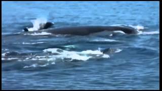 Sailing Song(RackHouse Pilfer)Pasific Voyage Vidz