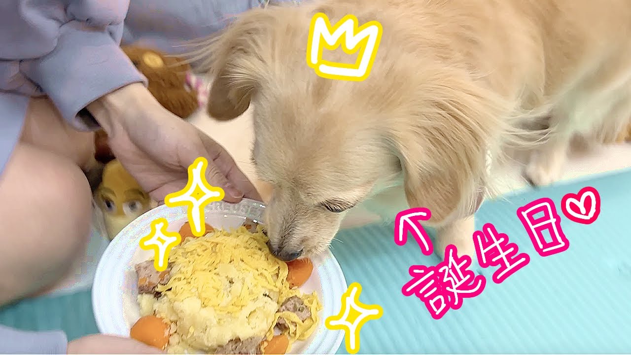 【チワックス】2歳のお誕生日をお祝いしました