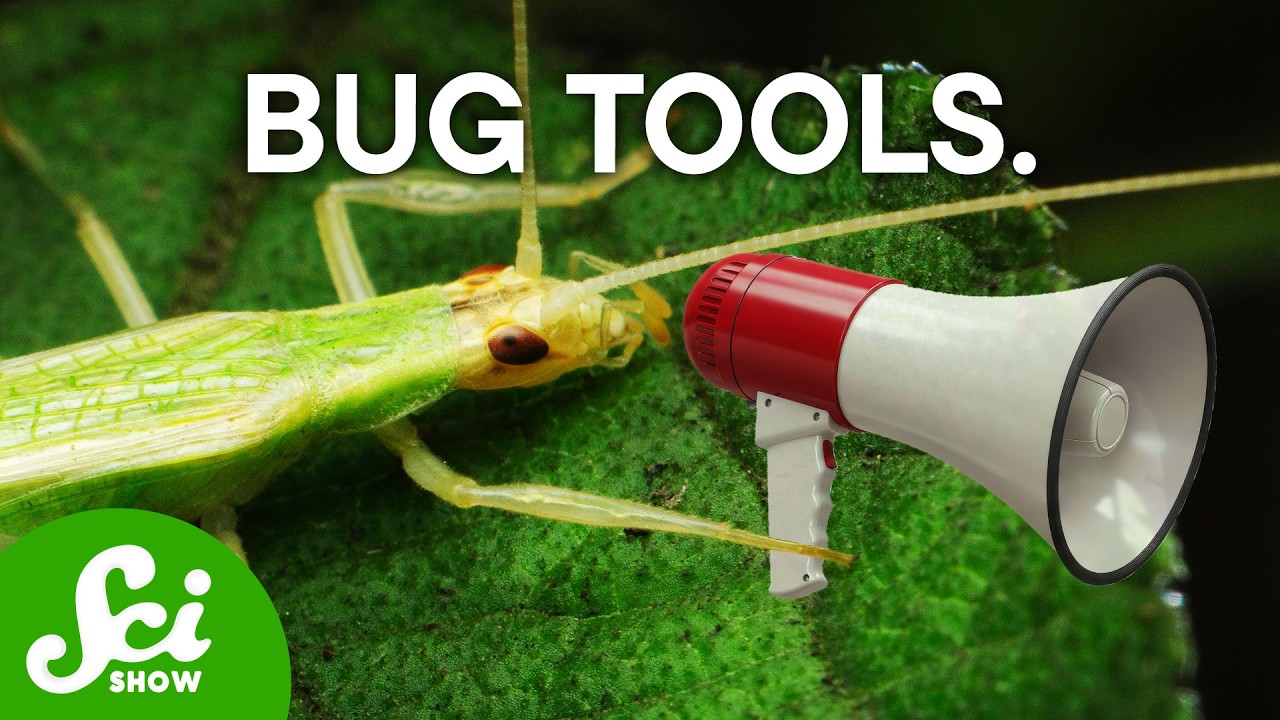 Bugs Use Tools