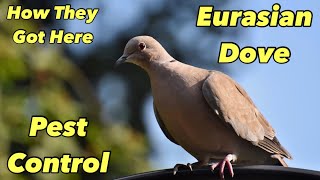 Eurasian Collared Dove Pest Control - How They Got Here