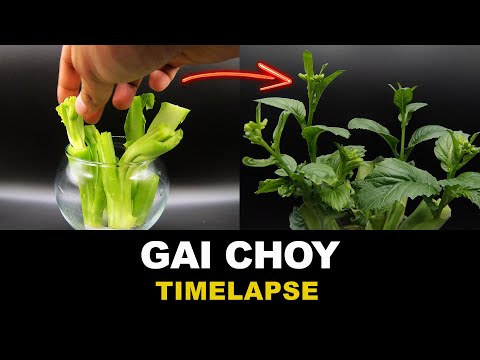 Growing Chinese Mustard In Water - Time Lapse (19 days)