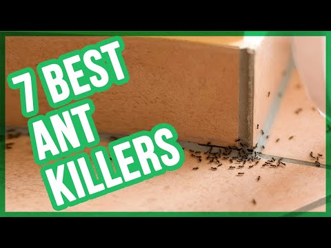 Best Ant Killers (Top 7 Ant Baits) 👍🏻 💡