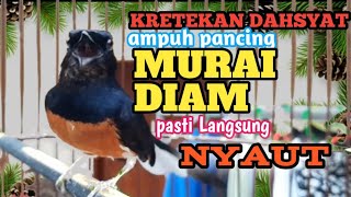 Download lagu Suara KRETEKAN MURAI BATU PANCING LAWAN MALAS BUNYI JADI NYAUT NAIK EMOSI DAN BIRAHI MURAI JANTAN mp3 Download lagu Suara KRETEKAN MURAI BATU PANCING LAWAN MALAS BUNYI JADI NYAUT NAIK EMOSI DAN BIRAHI MURAI JANTAN mp3