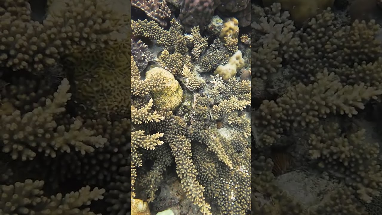 YouTube Short thumbnail