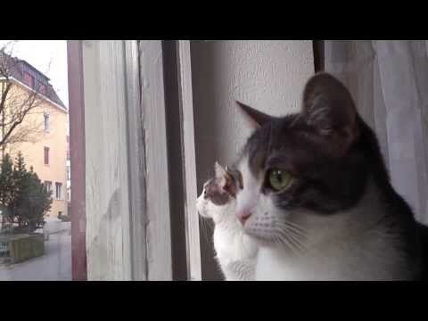 FUNNY CATS LINA & LUANA - IN WINDOW