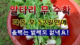 [텃밭농부 1,898]  알타리 무. 52일만에 수확. #알타리무재배