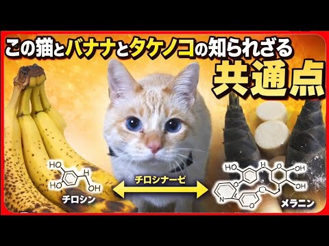youtube-動物記事1970/01/01 09:00:00