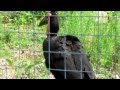 Кафрский рогатый ворон. Southern ground hornbill. 