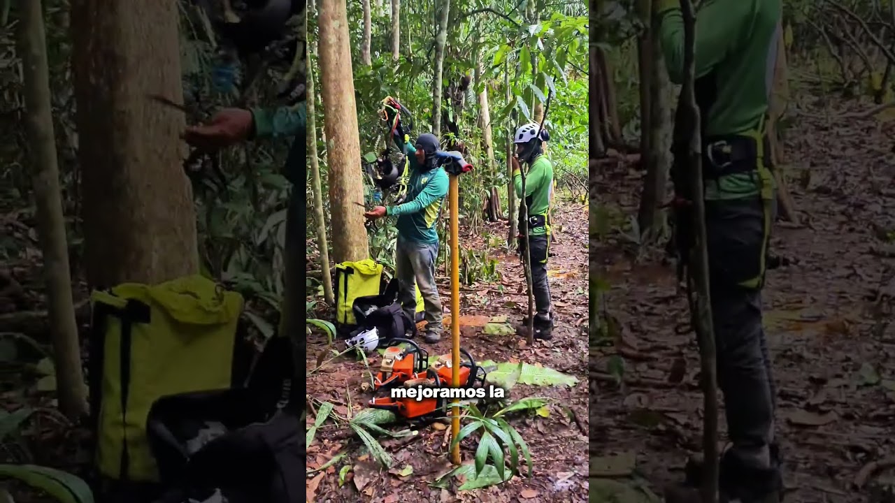 En el corazón del Alto Beni nace PODAB #cacao #bolivia #shorts
