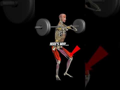 Vl Muscle