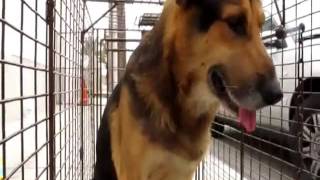 ♥ Abandoned Dog Turns From Fear to Love After Being Rescued ♥ i love this clip ♥