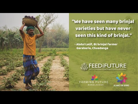 Bangladeshi farmers discuss GMO eggplant