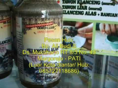 Membeli cara murah potensi Tingtur lilin ngengat impotensi