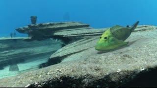 BBC Walking with Monsters - Life Before Dinosaurs 1