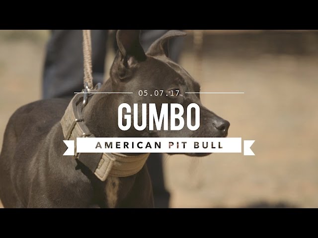 הגיית וידאו של American pit bull terrier בשנת אנגלית
