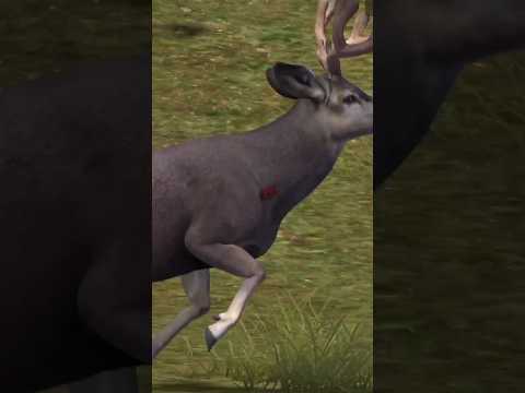 elk Hunting | Hunting Coyotes #479 #deer #elk #shorts #animals #hunter #hunting #coyotes #wildlife