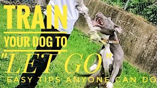 Training a BLUE NOSE PITBULL to &quot;LET GO&quot; (easy tips)