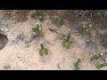 New Cuttings of San Pedro Cactus Arizona Ebay ...