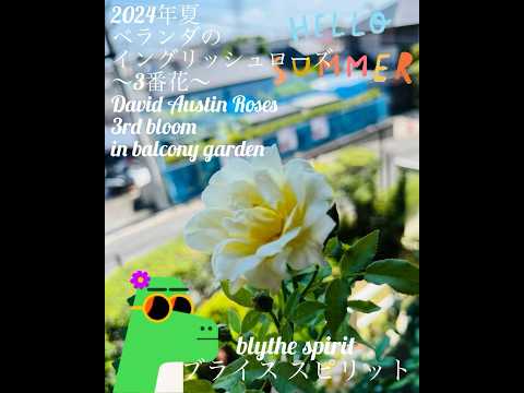 イングリッシュローズ「ブライススピリット」 植物