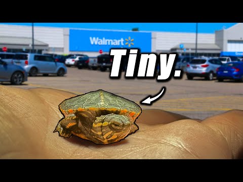 Ich habe auf einem Walmart-Parkplatz eine kleine Schildkröte gefunden …