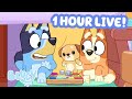 LIVE Playing In The Cubby 60 MINUTES Bluey Clips Compilation Bluey