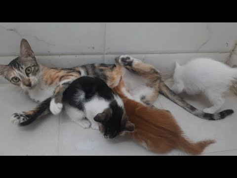 cat 🐈 😻 | chutki #catvideos #mother #kitten