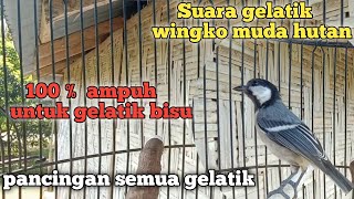 Download lagu suara pancingan gelatik batu  gelatik wingko muda hutan 100 %ampuh untuk gelatik bisu & malas bunyi mp3