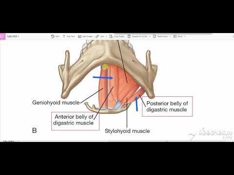 Digastric muscle
