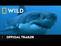 Sharkfest Returns 12th July | Official Trailer | National Geographic Wild UK