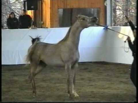 selis shakyr (ajman moniscione x selis shaklyna)