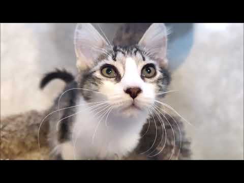 Meet Sunflower, a Turkish Van-mix kitten with stunning eyes and awesome disposition!