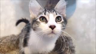 Meet Sunflower, a Turkish Van-mix kitten with stunning eyes and awesome disposition!