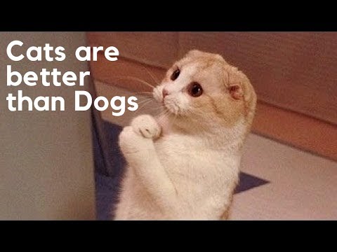 10 Reasons Cats Are Better Than Dogs