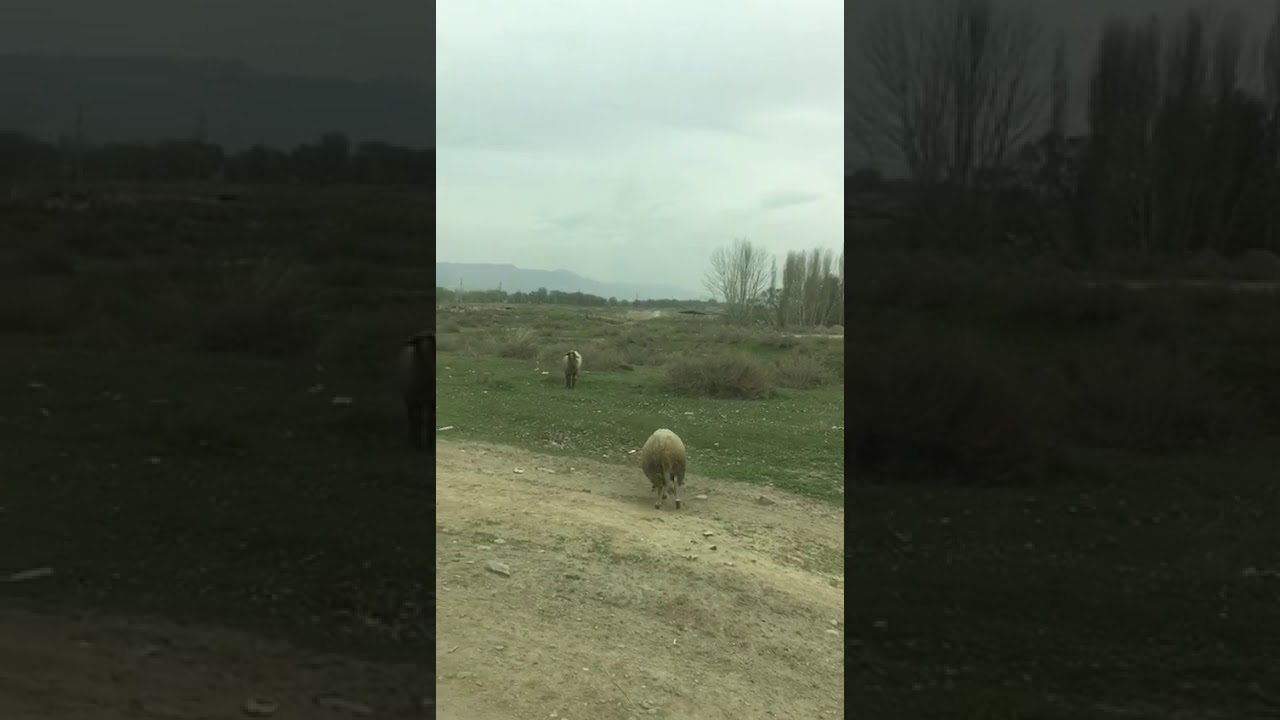 Жестоко добивает лежачего