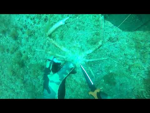 Chimney Barge - Saved a Crab and Found an old Weight Belt