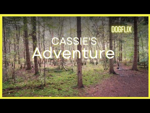 Happy Tails on the Trail 🐕🍂 | Dog POV Relaxing TV 4K
