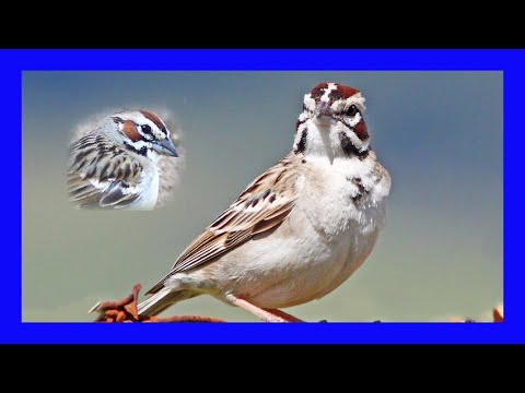 Strnádlik harlekýnsky (Chondestes grammacus) — správanie, biotop a hlas