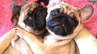 Pugs - A Funny Pug Videos Compilation || NEW HD