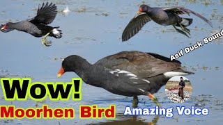 Download lagu Wow! moorhen bird amazing voice | Moorhen birds best sound mp3