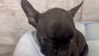 フレンチブルドッグの動画01