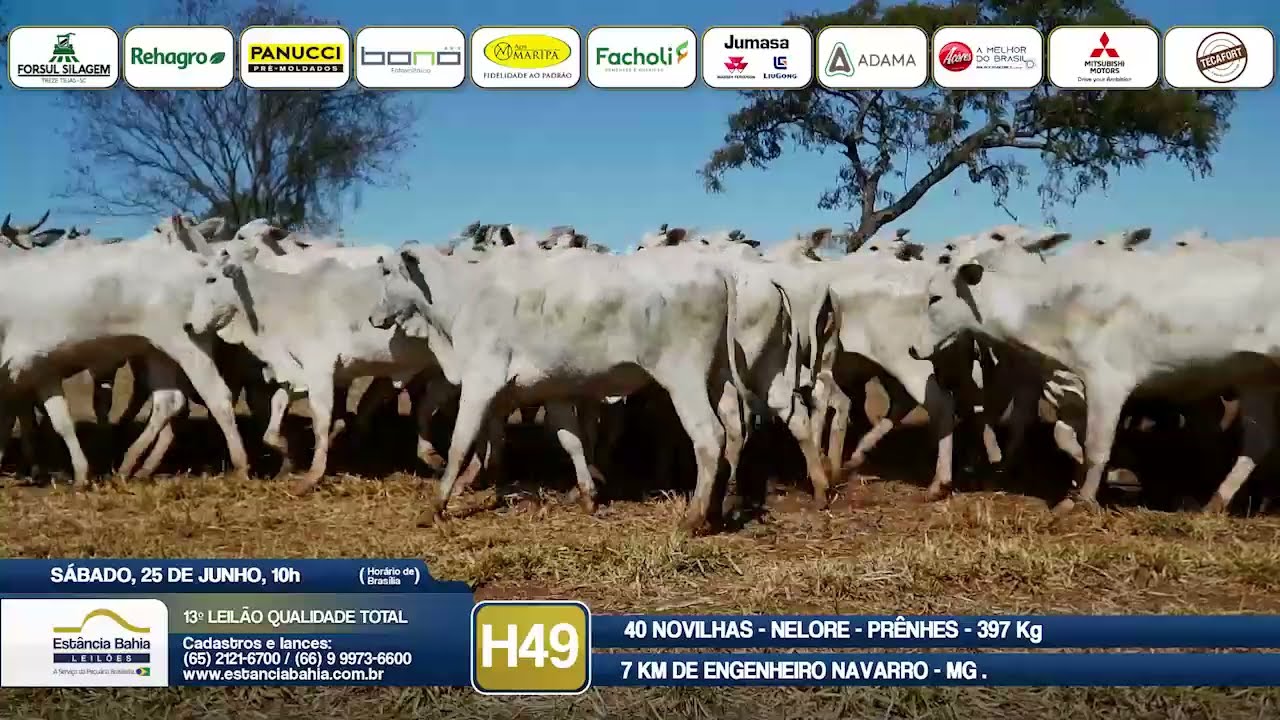 Vídeo LOTE H49 - 13º Leilão Qualidade Total 2022