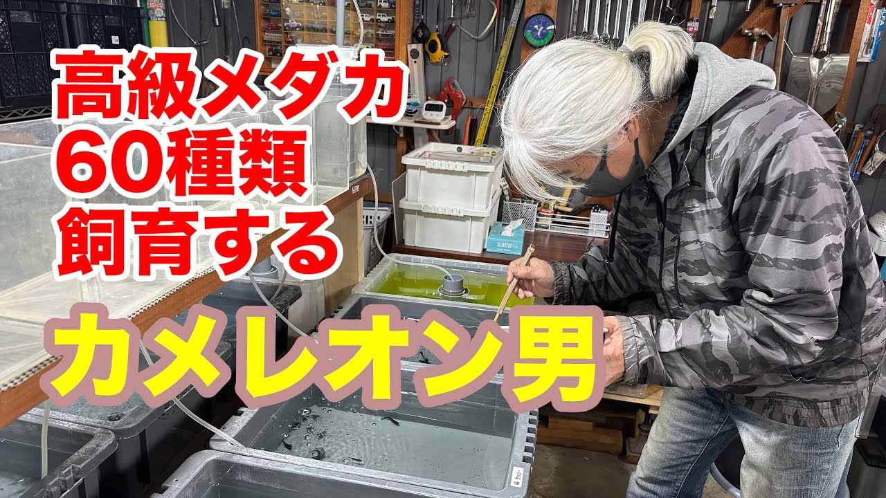 世界メダカ奇行鳥取県米子めだか編٩( ᐛ )وアクアリウム歴30年！
