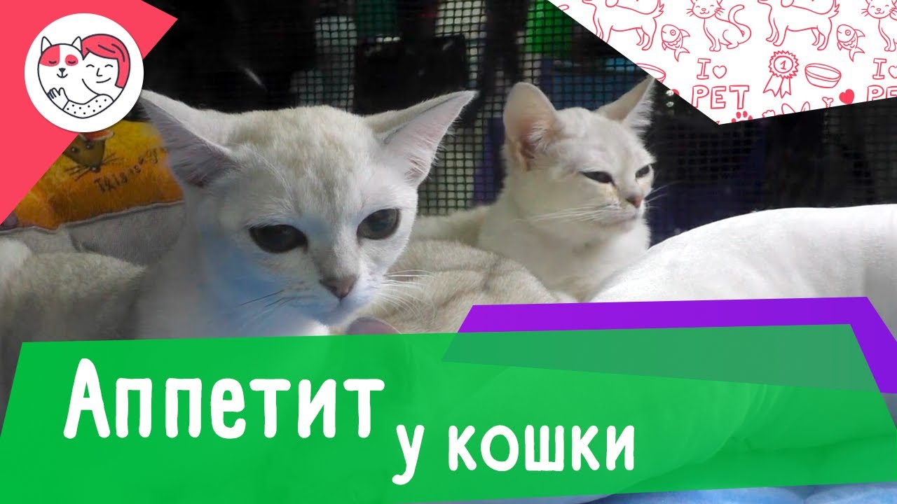 7 причин отсутствия аппетита у кошки