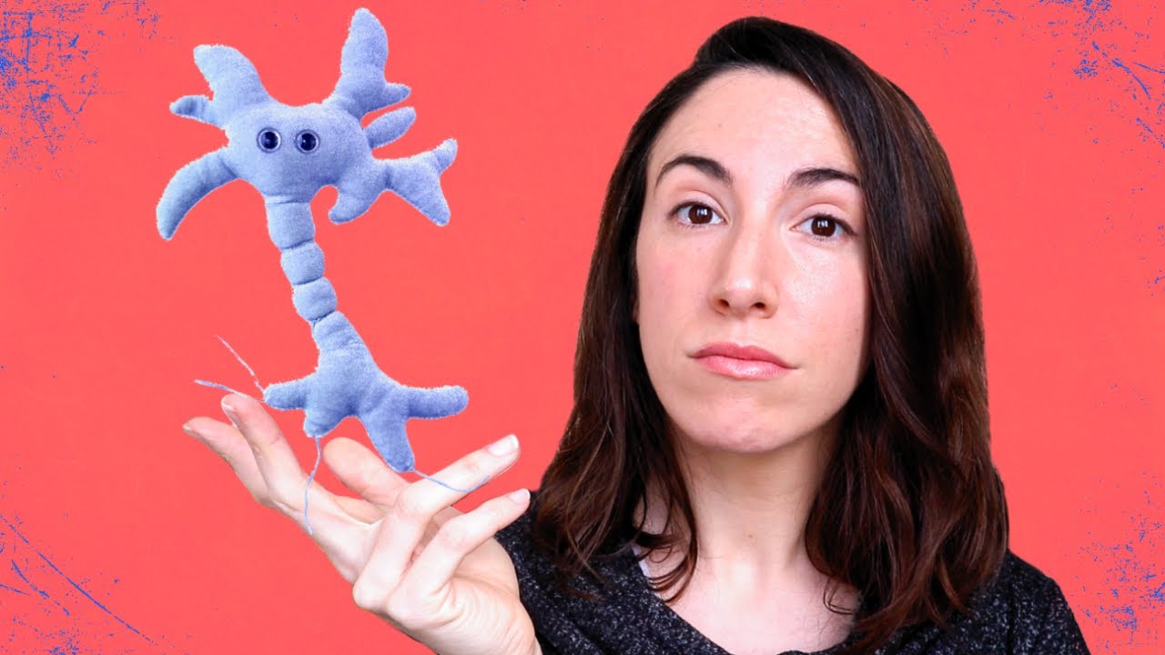 ¿Por qué las neuronas no pueden dividirse?