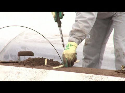 Spargelbauern und Corona: Wie viele rumänische Erntehelfer ausgebeutet werden | REPORT MAINZ