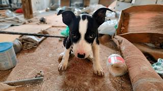 Abandoned Puppy Was Chained and Abused all His Life, Until This Happened